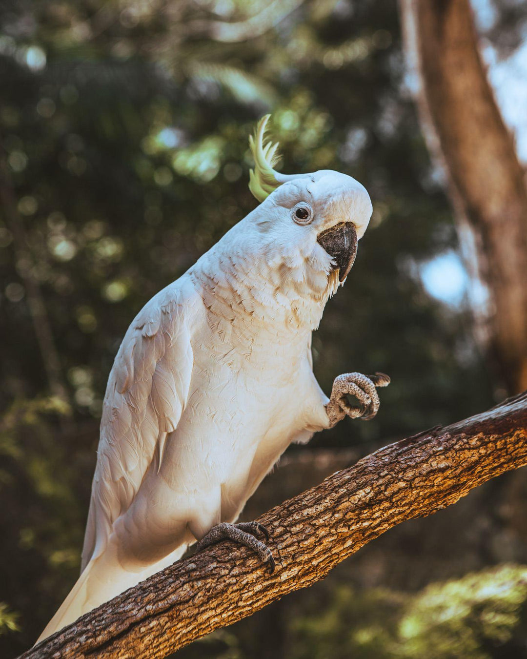 Best Parks in Brisbane-Paint Juicy - Paint and Sip