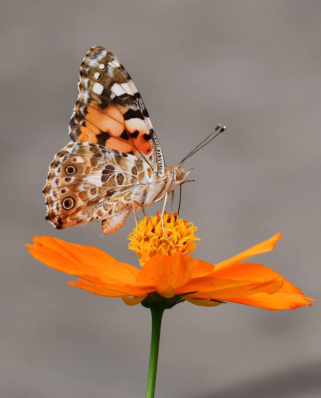 How To Paint a Butterfly: An Easy Tutorial For Beginners-Paint Juicy - Paint and Sip