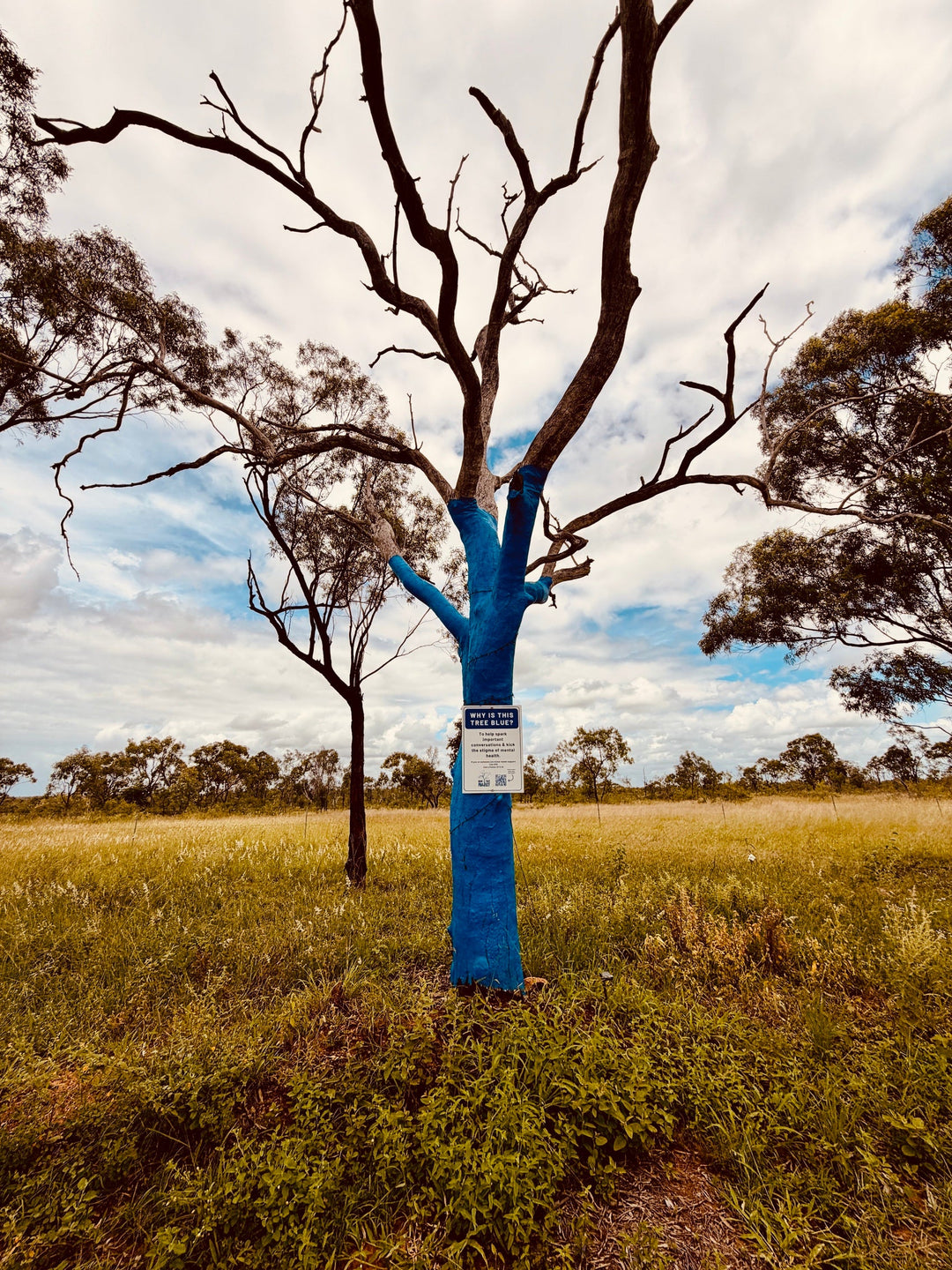 Blue painted tree Charters Towers