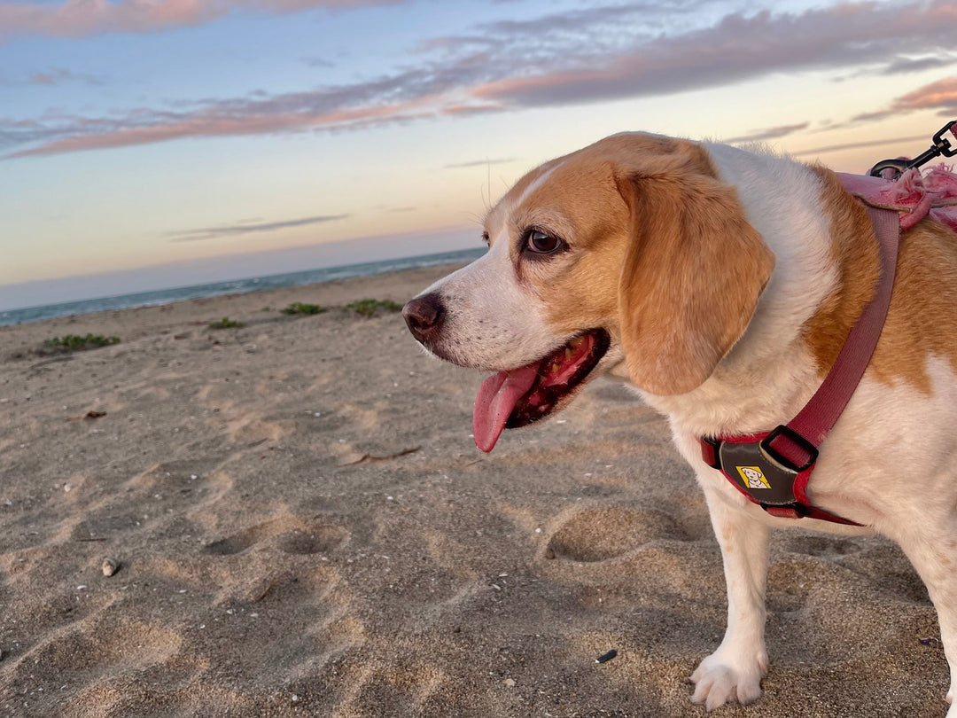 Penelope Beagle enjoying Beach Bowen