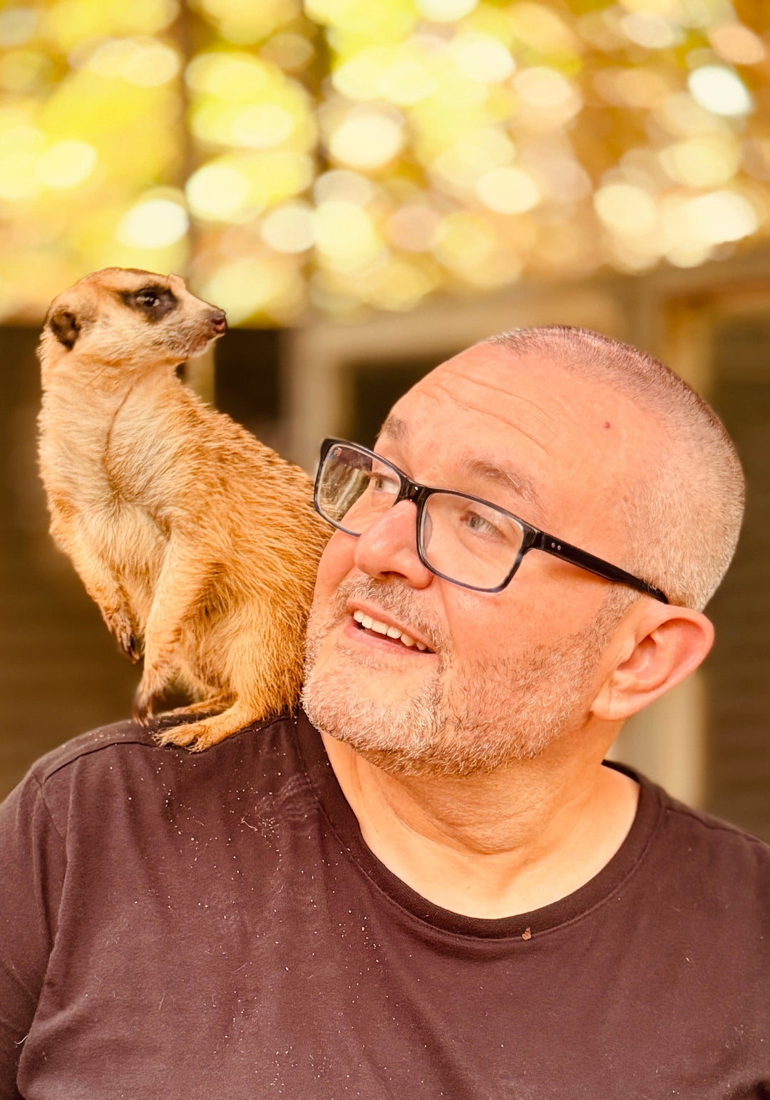 Meerkat on human shoulder