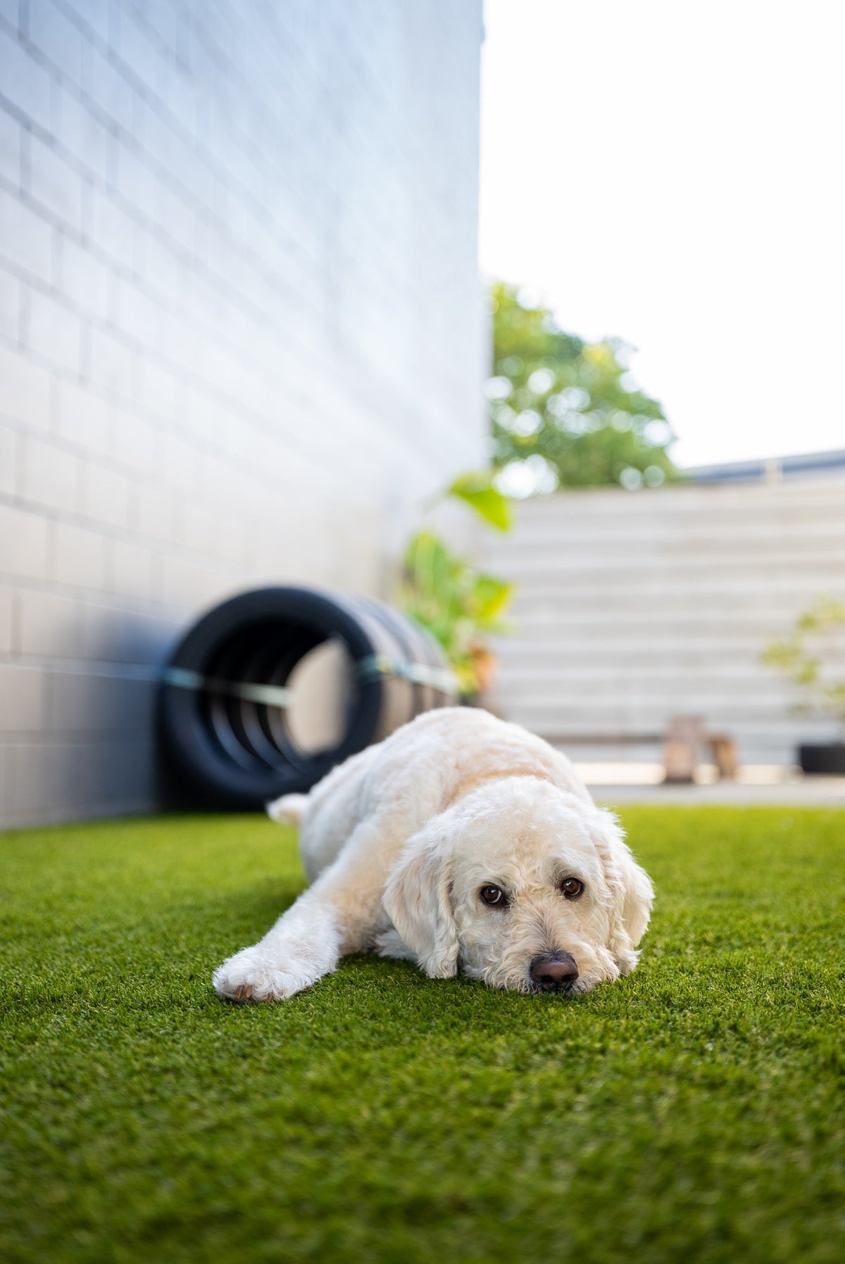 Meet Our Sister Business, Pets Juicy on the Gold Coast Paint Juicy