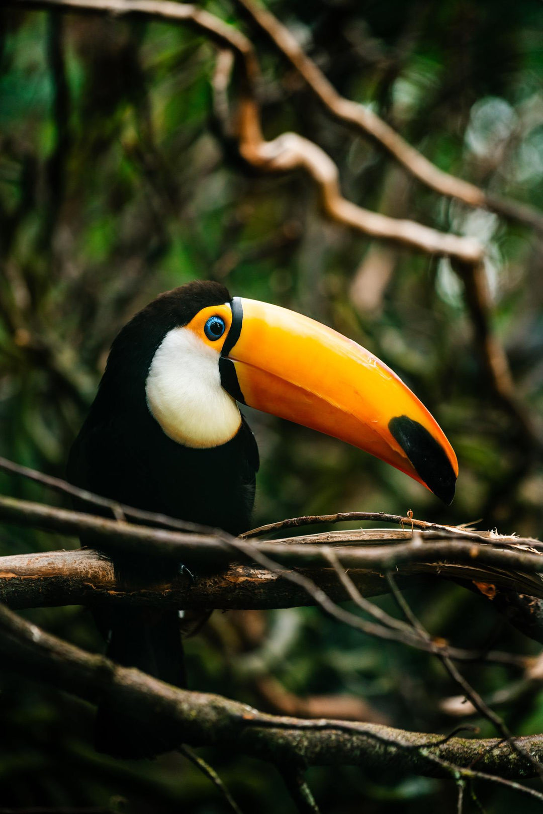 How to Paint a Tropical Toucan: An Easy Tutorial For Beginners-Paint Juicy - Paint and Sip