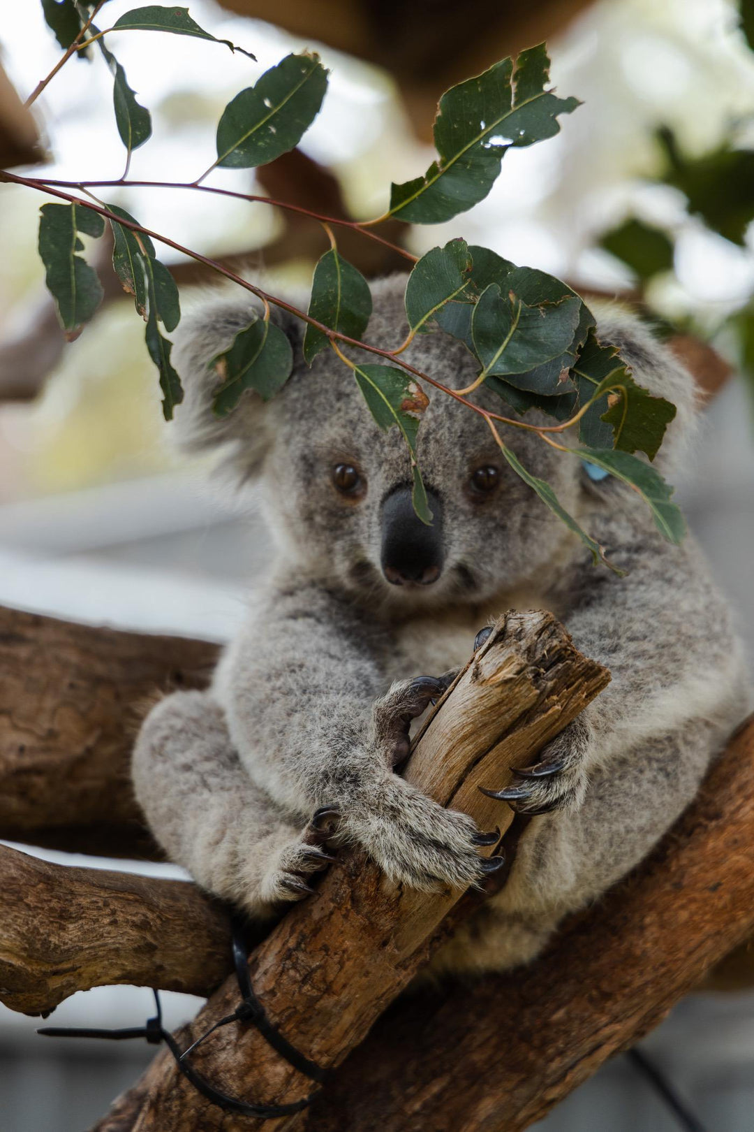 How To Paint a Koala: An Easy Tutorial For Beginners-Paint Juicy - Paint and Sip